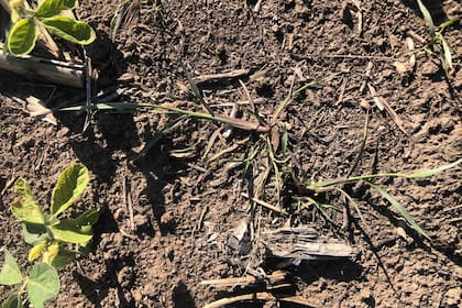 Un lote con soja en Monte Buey, Córdoba.