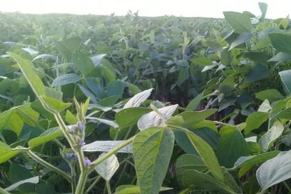 Un lote con soja en Monte Buey, en el sudeste de Córdoba