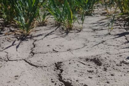 Un lote con trigo afectado por la sequía en la zona de Inriville, Córdoba