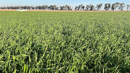 Un lote con trigo en el sudeste cordobés