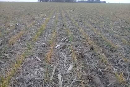 Un lote con trigo en la zona de Marcos Juárez, afectado por la sequía y las intensas heladas. Foto Juan Pablo Ioele