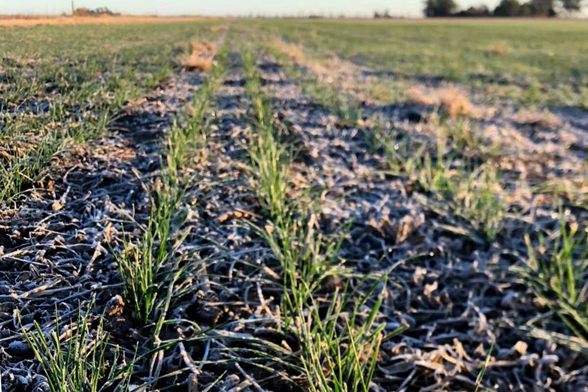 Un lote con trigo en la zona de Monte Buey, Córdoba. Los cultivos están afectados por la falta de lluvias.
