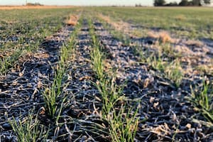 Un lote con trigo en la zona de Monte Buey, Córdoba. Los cultivos están afectados por la falta de lluvias.