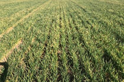 Un lote con trigo en la zona del departamento Marcos Juárez, Córdoba