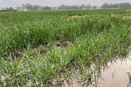 Un lote con trigo en Monte Buey tras las lluvias. Gentileza Juan Pablo Ioele