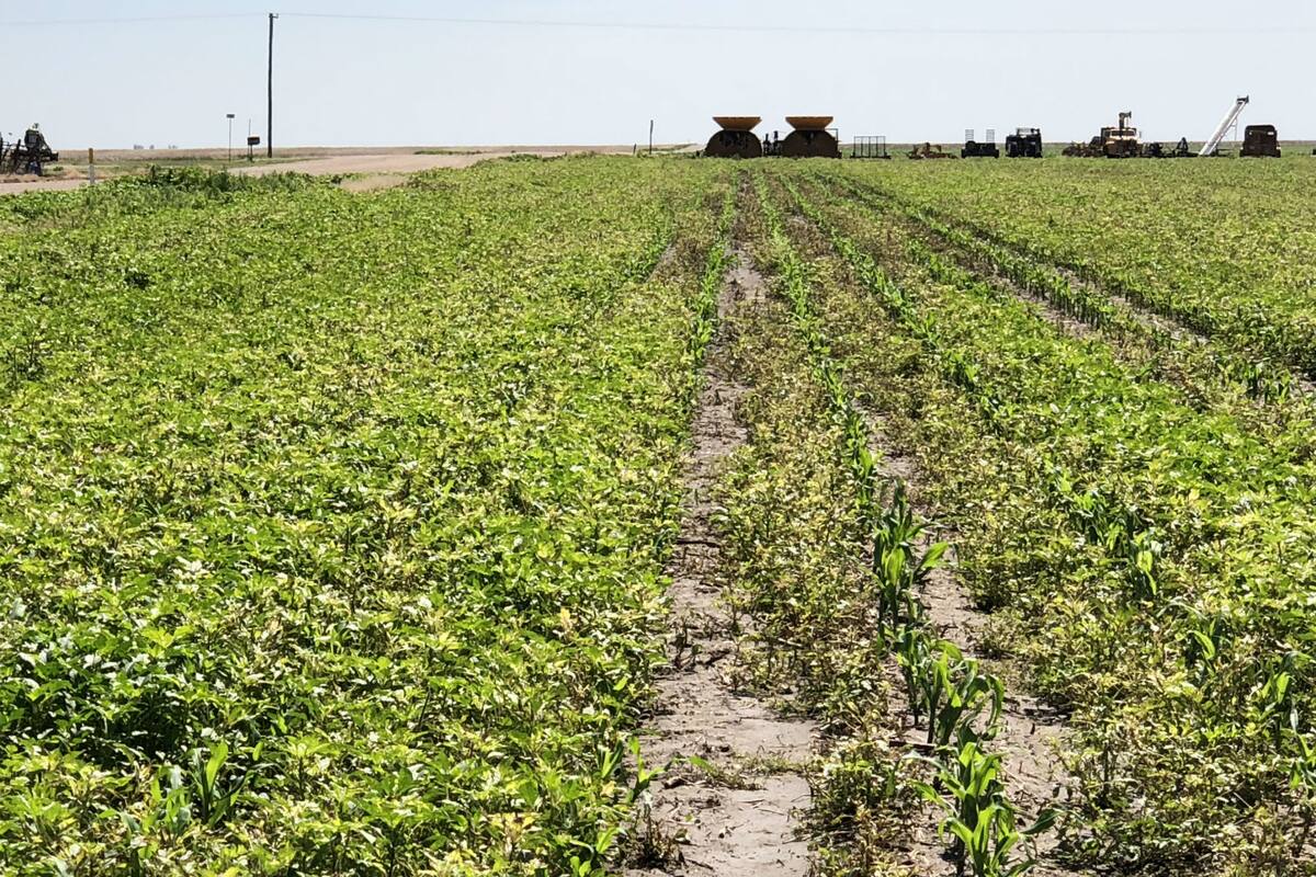 Un lote con yuyo colorado resistente, una de las malezas más problemáticas en EE.UU.