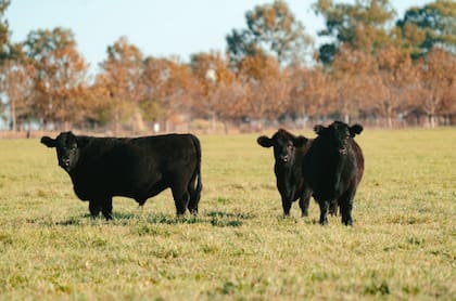 Un lote de Angus