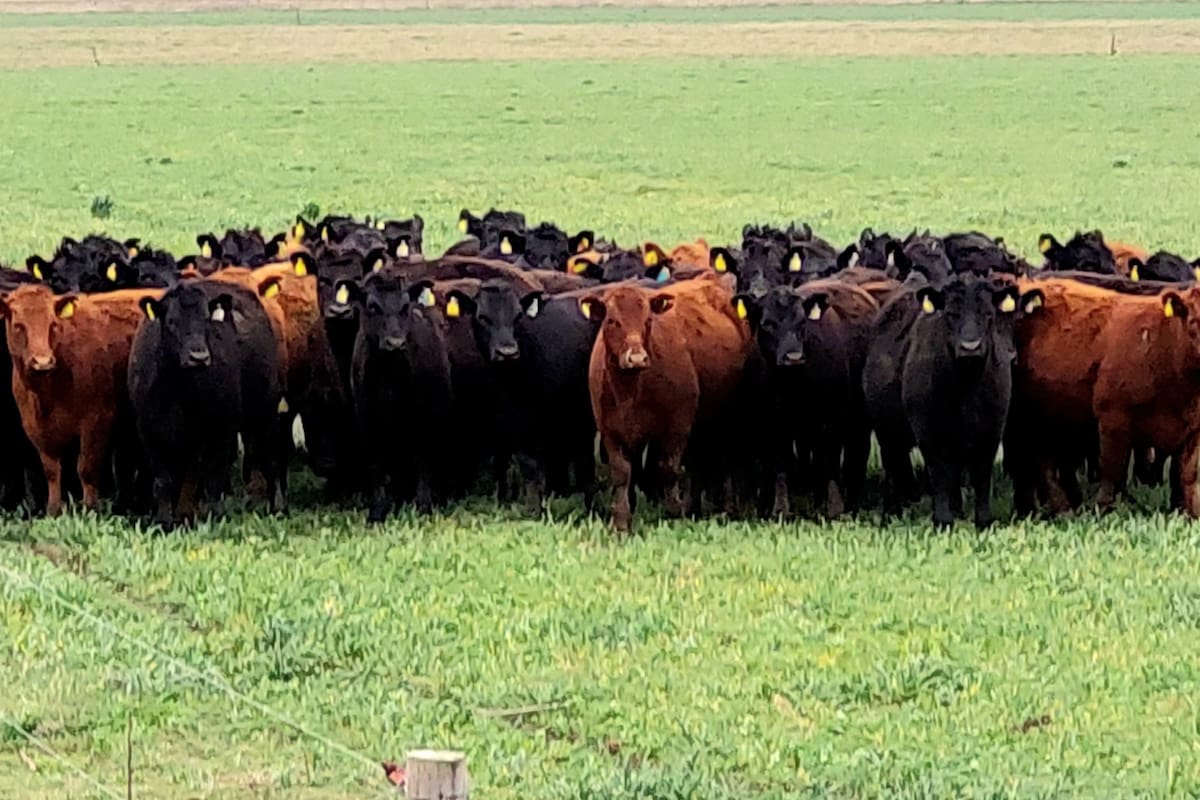 Un lote de vaquillonas