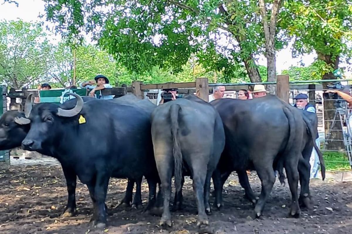 Un lote de búfalas preñadas