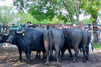Un lote de búfalas preñadas