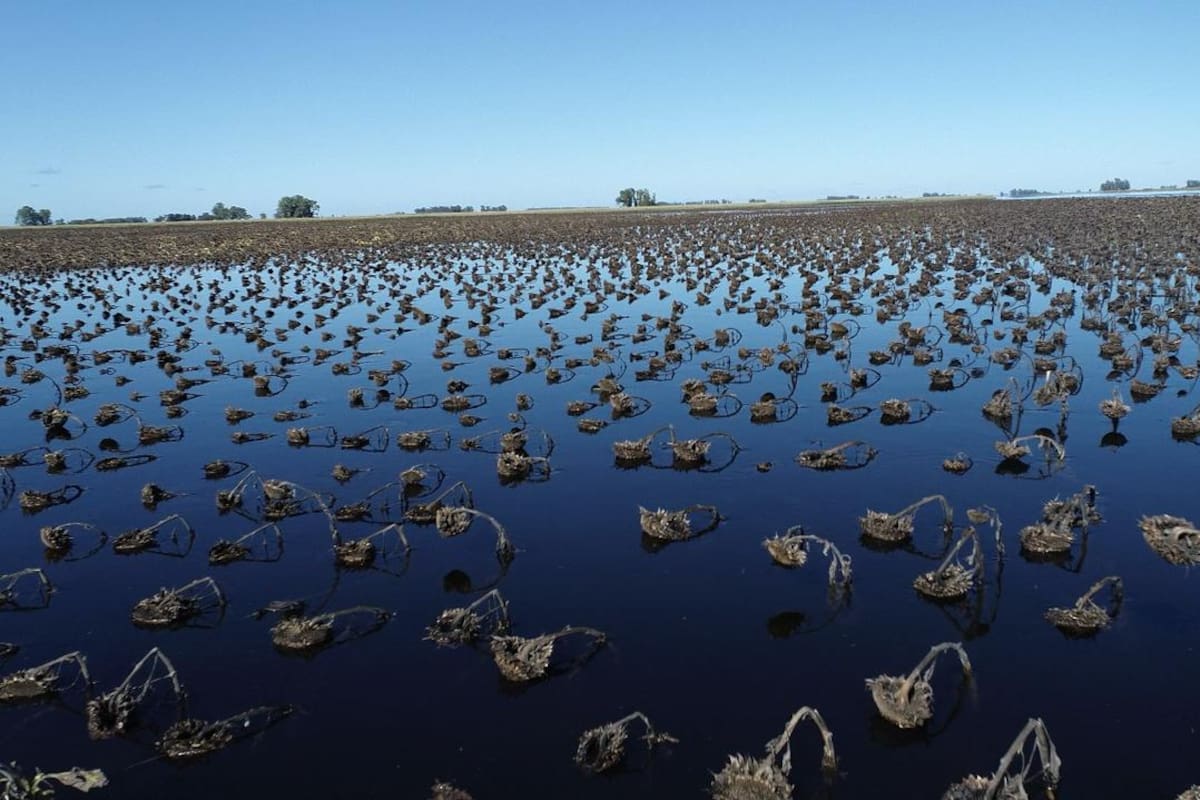 Un lote de girasol bajo el agua