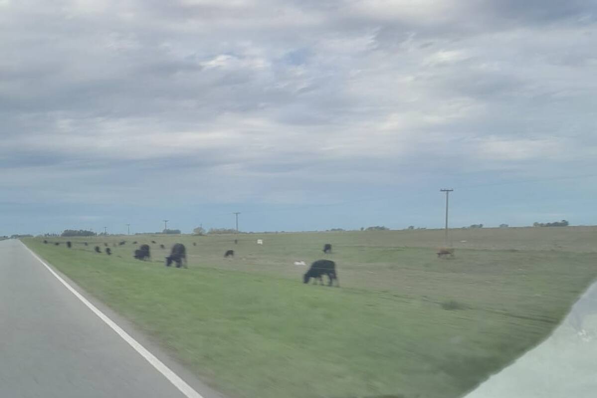 Un lote de hacienda entre Rauch y Tandil