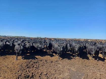 Un lote de hacienda para faena