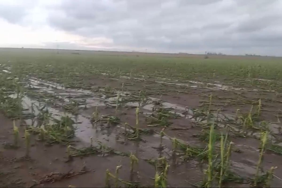 Un lote de maíz arrasado por el granizo