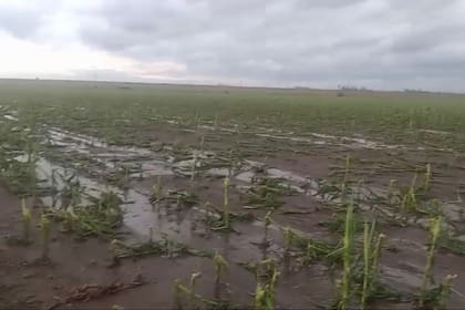 Un lote de maíz arrasado por el granizo