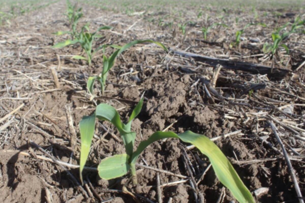 Un lote de maíz en Carlos Tejedor, Buenos Aires. Gentileza: Dante A. Garciandía