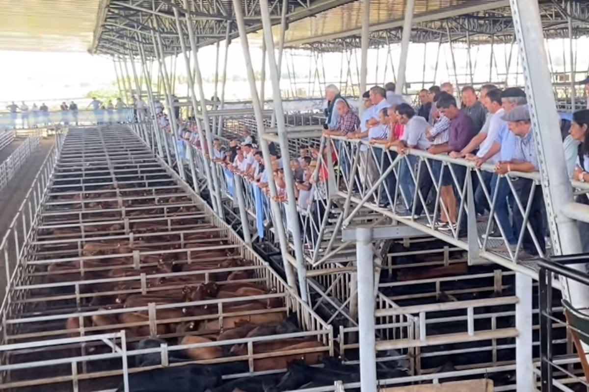 Un lote de novillitos de 334 kilos se pagó $2750