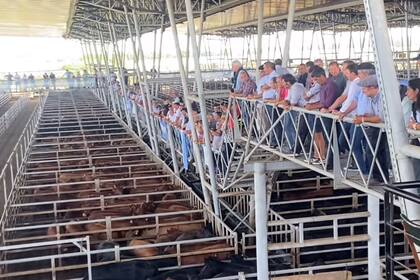 Un lote de novillitos de 334 kilos se pagó $2750