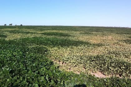 Un lote de soja afectado por la falta de lluvias en Santiago del Estero