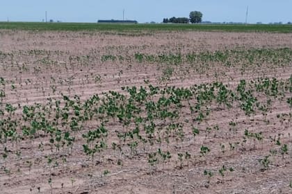 Un lote de soja afectado severamente por la sequía durante el 2023