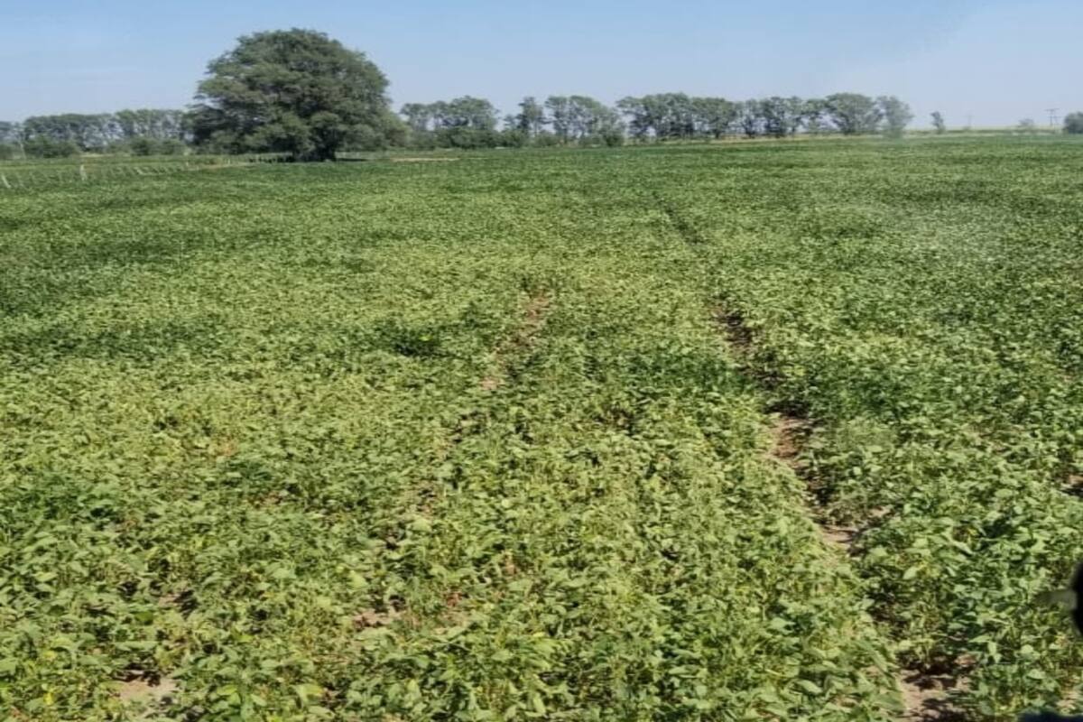 Un lote de soja "cocinado" por la falta de lluvias en Villa Mirasol, en La Pampa
