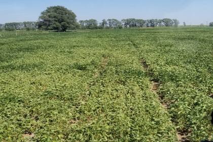 Un lote de soja "cocinado" por la falta de lluvias en Villa Mirasol, en La Pampa