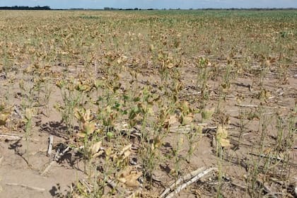 Un lote de soja en Chaco arrasado por la sequía