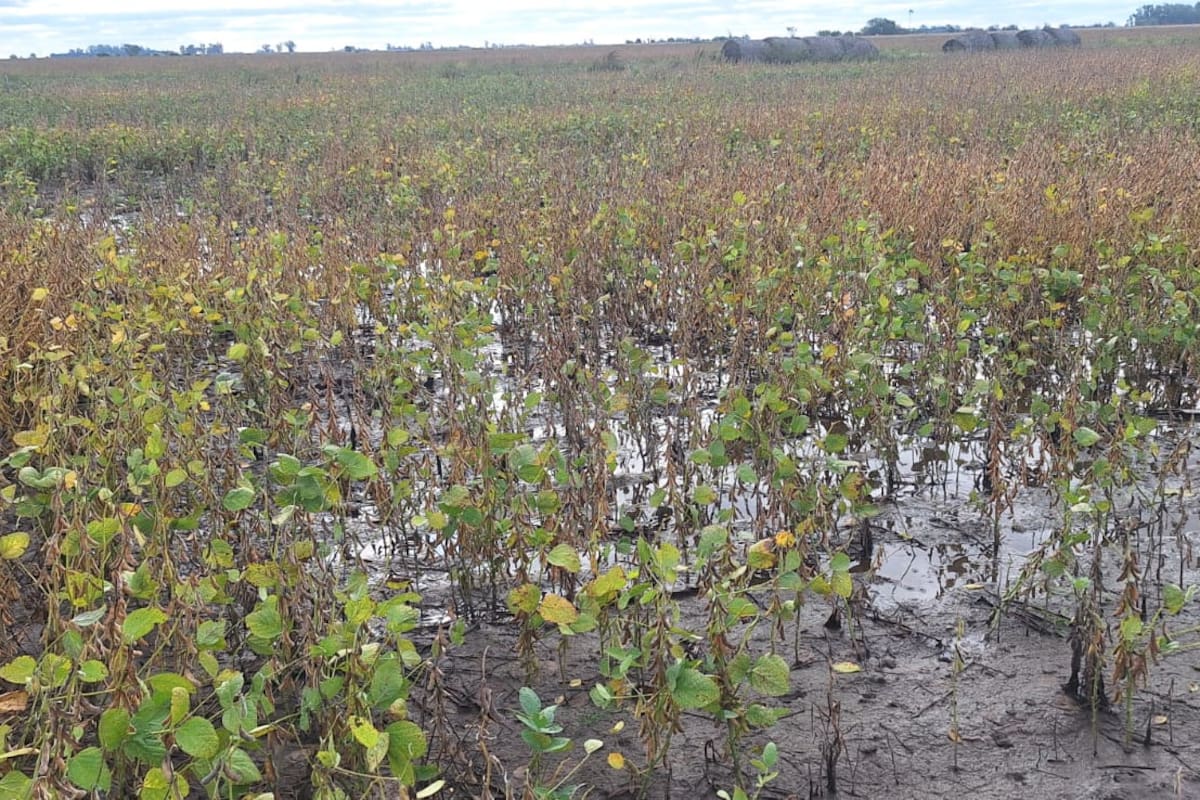 Un lote de soja en Monte Buey con suelo saturado de humedad