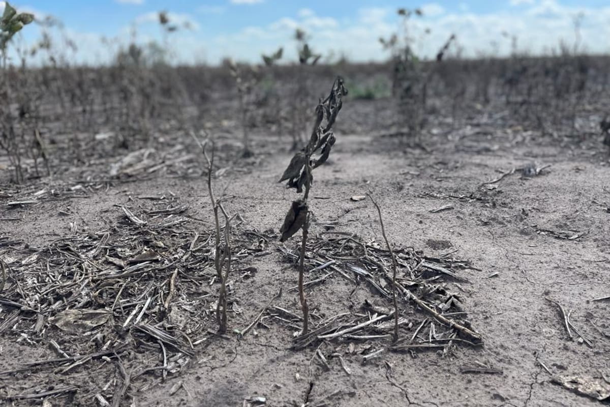 Un lote de soja en Pergamino, uno de los lugares afectados por la sequía