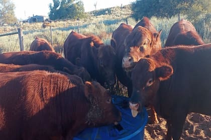 Un lote de toritos en engorde