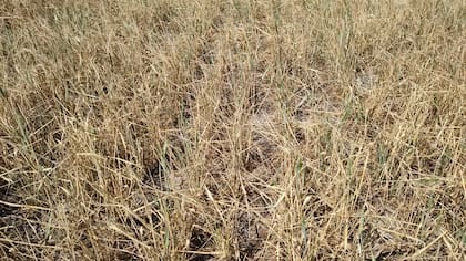 Un lote de trigo afectado por la helada a la que Giordano hizo referencia
