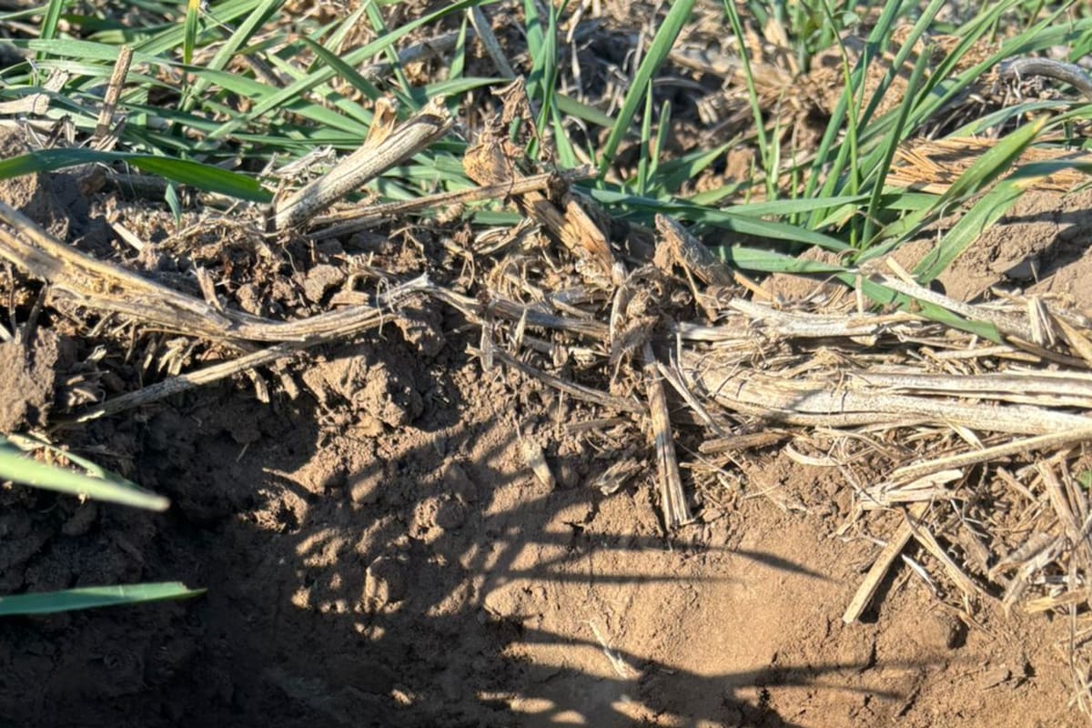 Un lote de trigo con el suelo muy seco en Bell Ville, Córdoba