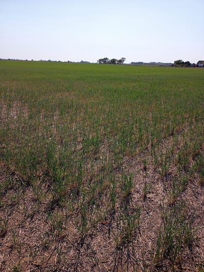 Un lote de trigo del productor Garbarini afectado por la sequía