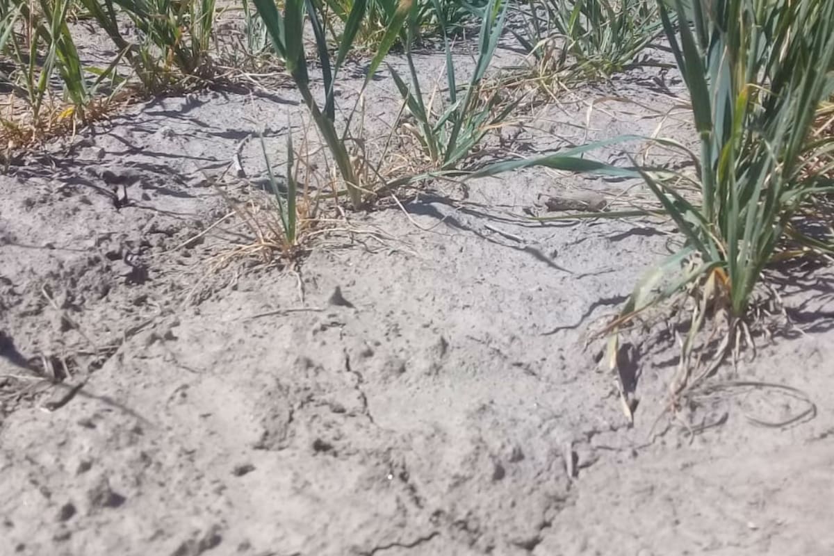 Un lote de trigo en el sudeste cordobés