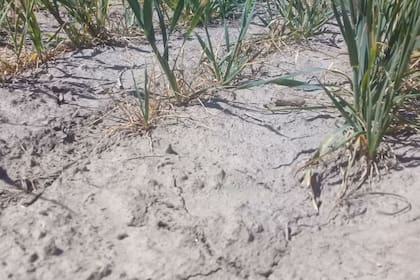 En el sudeste cordobés hubo zonas con un fuerte impacto por la sequía para el cereal