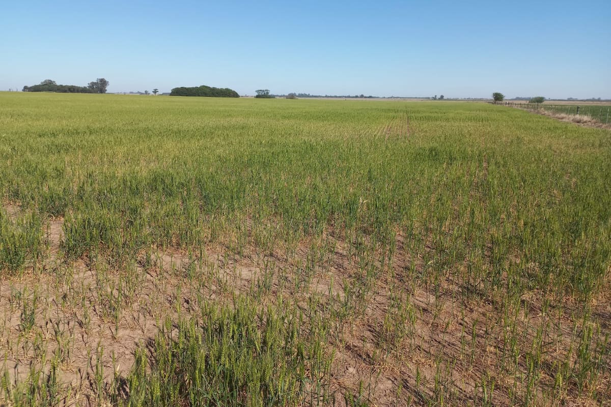Un lote de trigo en la zona de Cepeda, provincia de Santa Fe