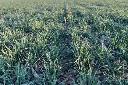 Un lote de trigo sobre maíz en Monte Buey, Córdoba