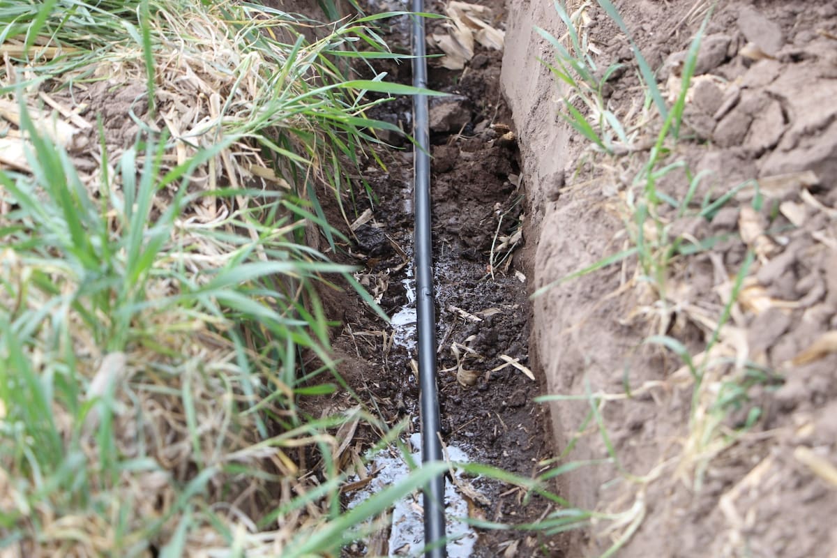 Un lote del ensayo con riego por goteo enterrado con energía solar