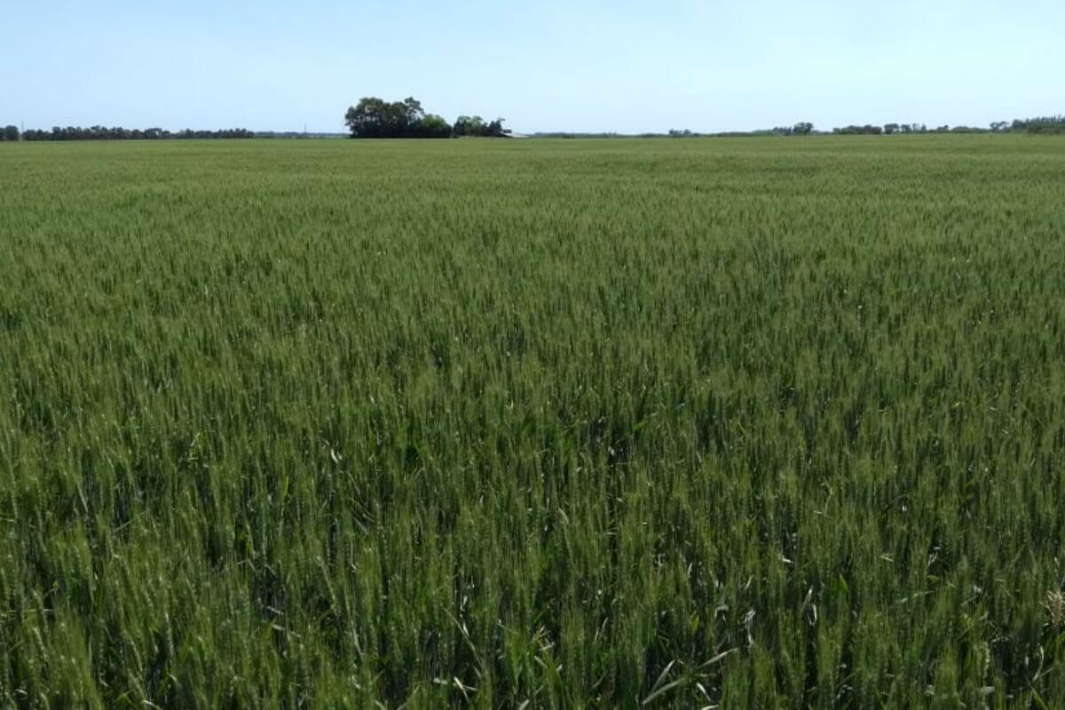 Un lote en General Alvarado. La expectativa de rendimiento se ubica alrededor del 20% por debajo de lo previsto al inicio de la campaña