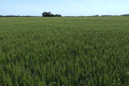 Un lote en General Alvarado. La expectativa de rendimiento se ubica alrededor del 20% por debajo de lo previsto al inicio de la campaña