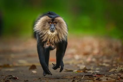 Un macaco de cola de león corre por un sendero con su cría aferrada a él