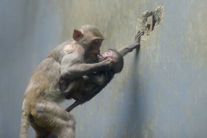 Un macaco de cola larga juega en un zoológico en Chengdu, provincia de Sichuan, suroeste de China