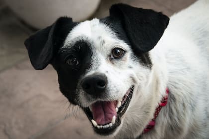 “Un macho de tamaño mediano y cara plana, como un bulldog, tiene tres veces más probabilidades de vivir una vida más corta que una hembra de tamaño pequeño y cara larga", afirman los investigadores (Foto Pexels)