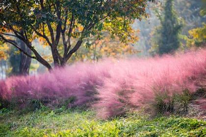 Un macizo de Muhlenbergia capillaris con su floración rosada y etérea