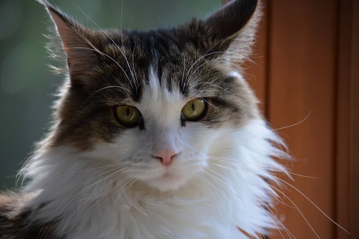 Un Maine Coon fue olvidado en un avión y tuvo 3 vuelos en un día para volver con su familia (Imagen ilustrativa)
