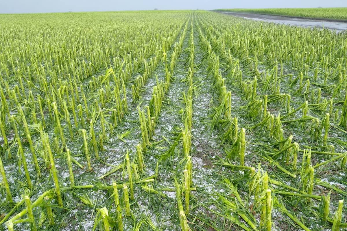 Un maíz afectado por la caída de granizo