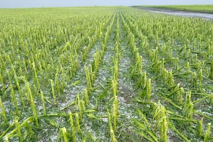 Un maíz afectado por la caída de granizo