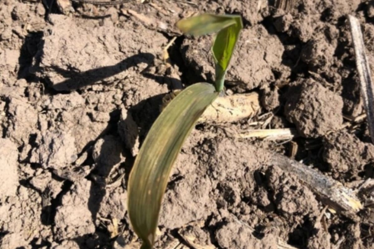 Un maíz afectado por la helada en la zona de Monte Buey