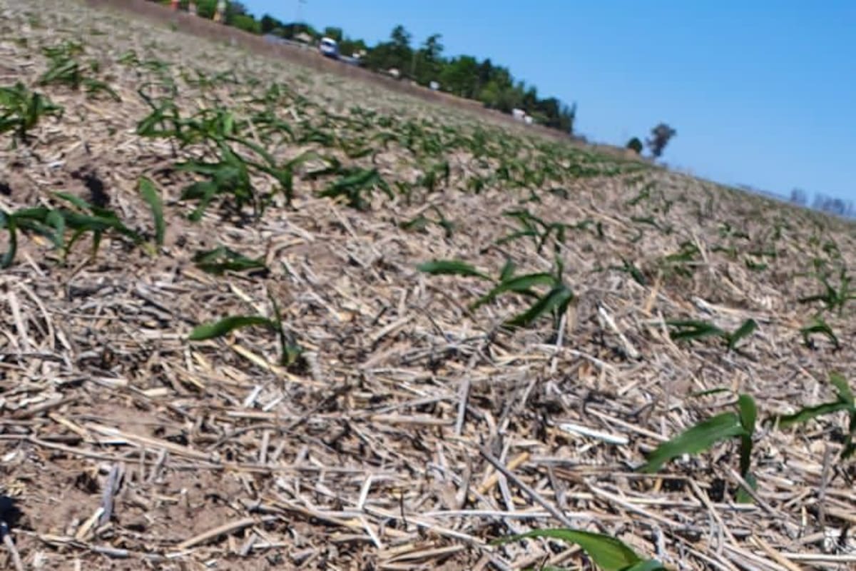 Un maíz afectado por la helada en la zona de Marcos Juárez, Córdoba