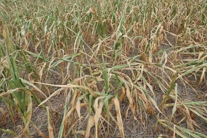 Un maíz afectado por la sequía en la zona de Bigand, Santa Fe